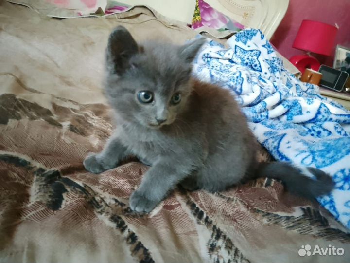 Помесь с британцем