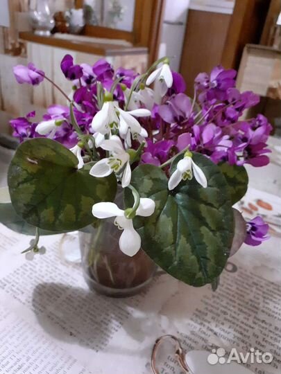 Луковицы цикломенов,подснежники,анимоны