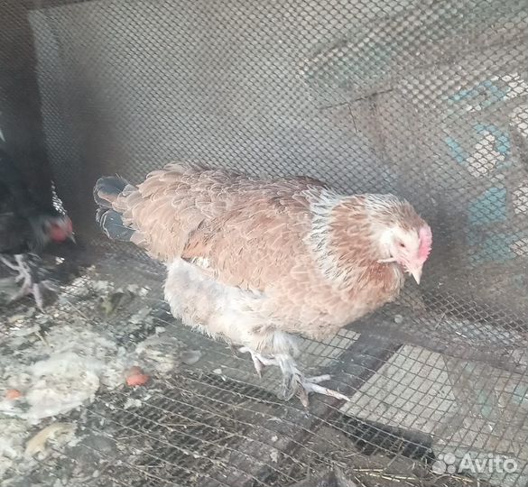 Инкубационное яйцо породистых кур