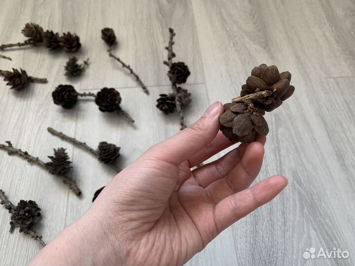 Шишки лиcтвeнницы на вeткe для твopчества