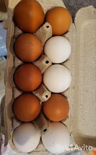 Домашние куриные яйца