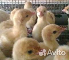 Суточная и подрощенная сельхоз птица, бройлер