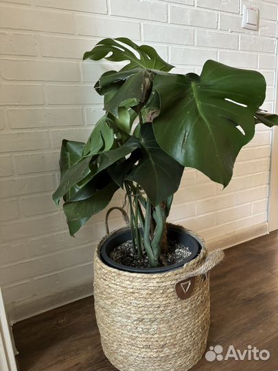 Монстера с горшком, 80см
