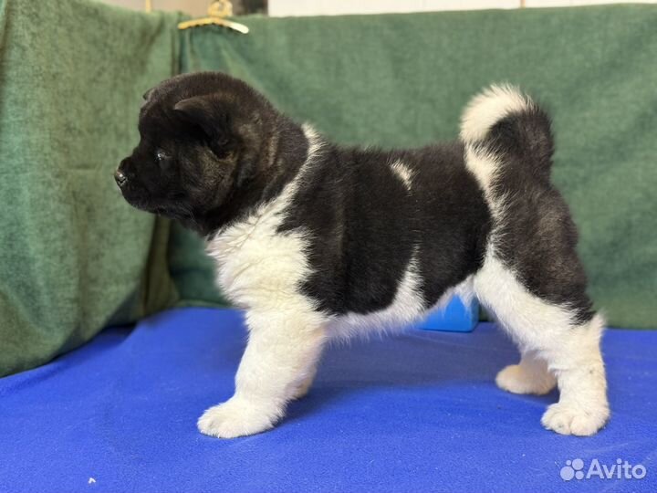 Американская акита