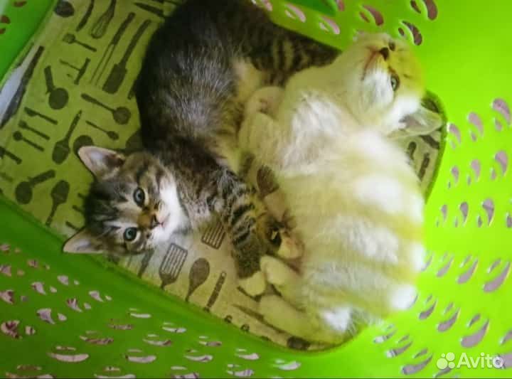 Котята в добрые руки