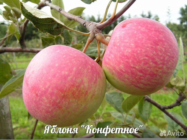 Яблоня Конфетное