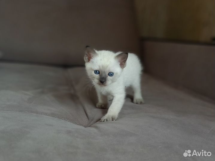 Тайский котенок