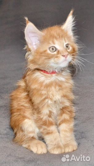 Котята мейн-кун