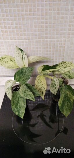 Сциндапсусы эпипремнумы