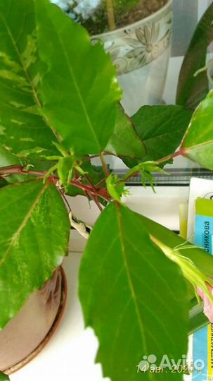 Гибискус, Толстянка