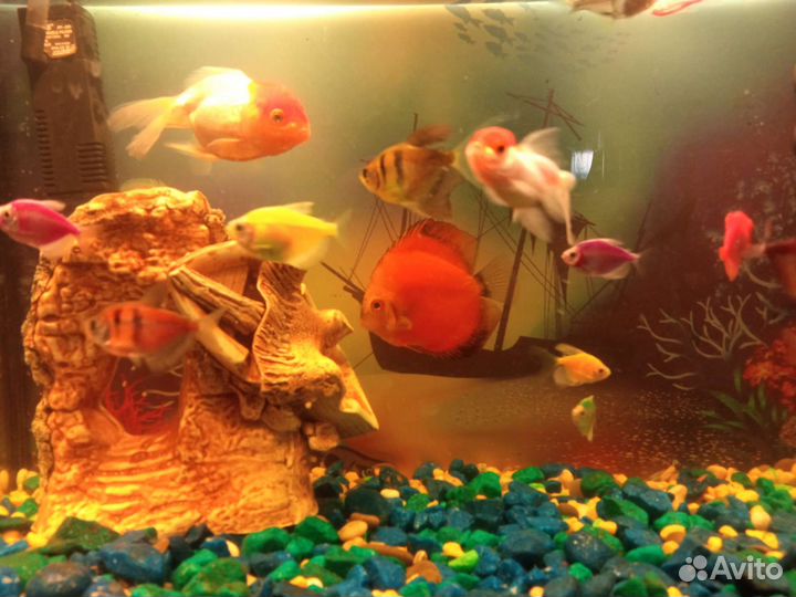 Аквариум с рыбами