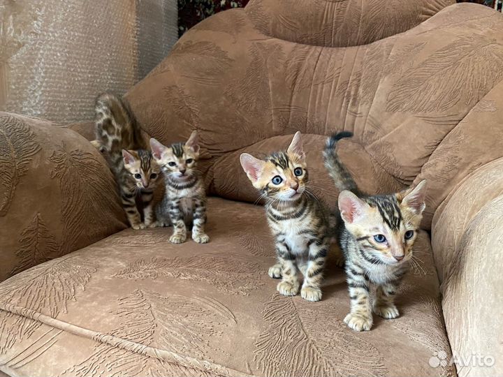 Бенгальские котята