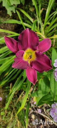 Многолетние цветы