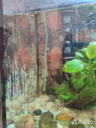 Аквариум