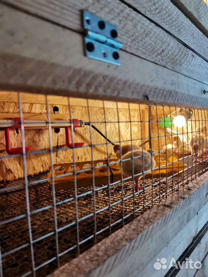 Брудер Клетки Шкаф для молодых птенцов