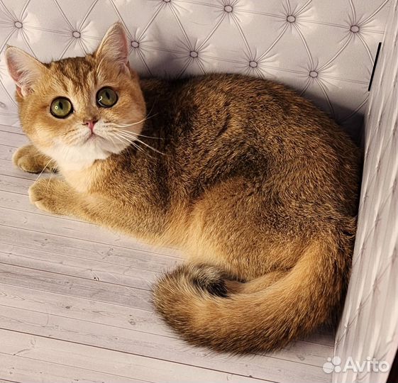 Золотая шиншилла