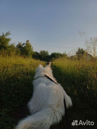 Выгул собак