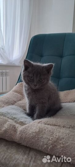 Отдам в добрые руки