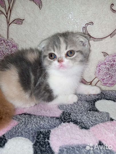 Британские вислоухие котята