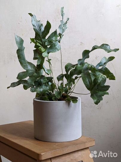 Кашпо из бетона