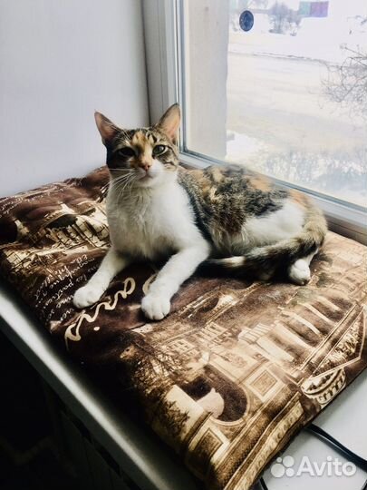 Милашка Кнопа