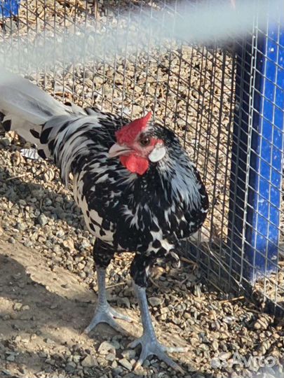 Декоративные куры