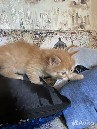 Котята в добрые руки мальчики