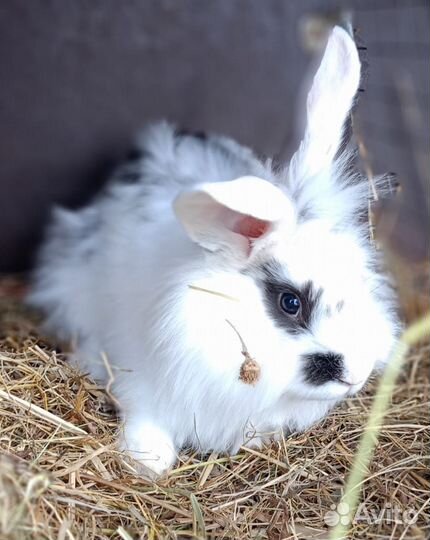 Декоративные кролики