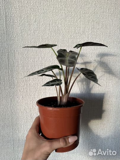 Алоказия бамбино