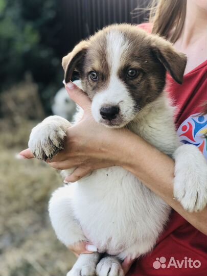 Щенок в добрые руки бесплатно