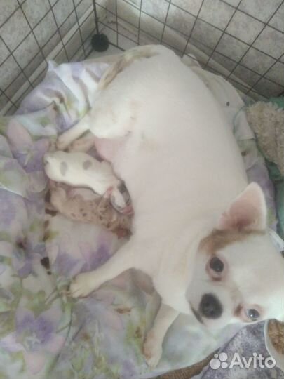 Антидепрессанты щеночки чихуа