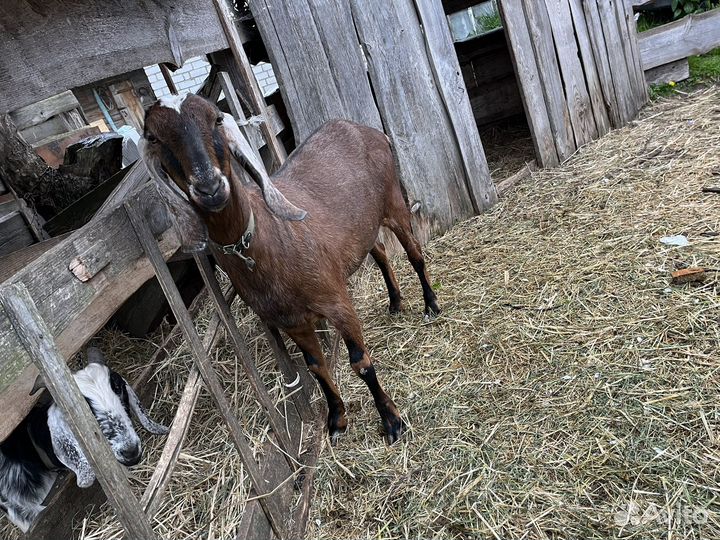 Козы на продажу