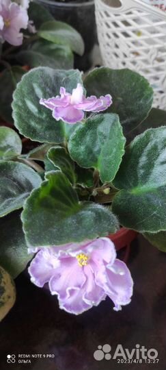 Фиалки цветущие в горшочке