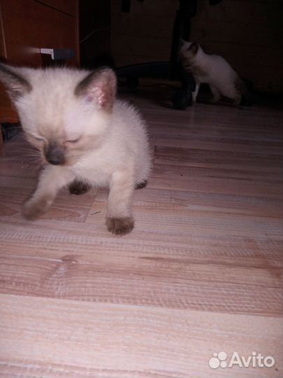 Сиамские котята