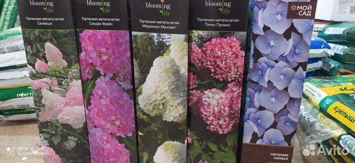 Растения для сада