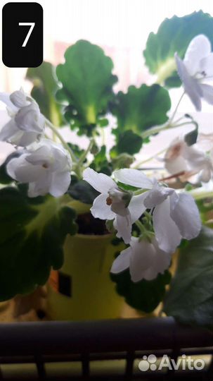 Фиалки цветущие