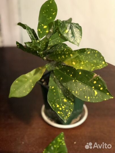 Кротон аукуба