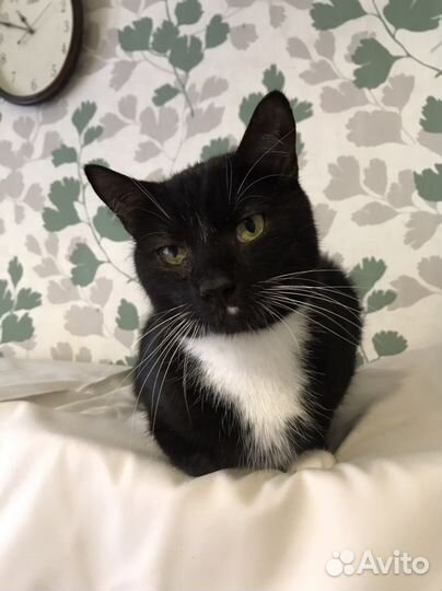 Лимбо 2,5 года