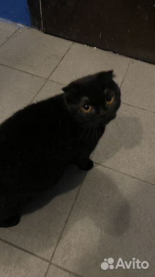 Кошка черная вислоухая