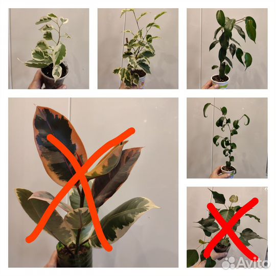 Разные комнатные цветы