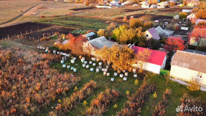 Пчелы на высадку