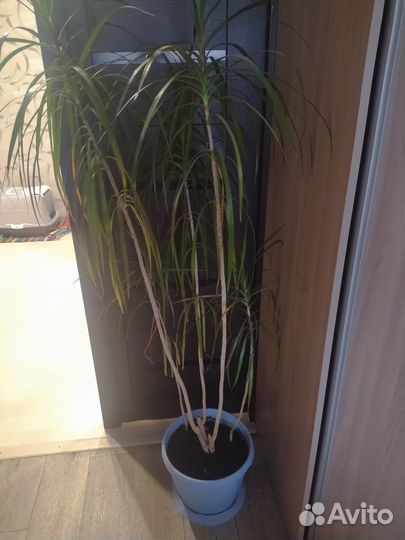 Комнатные домашние растения москва