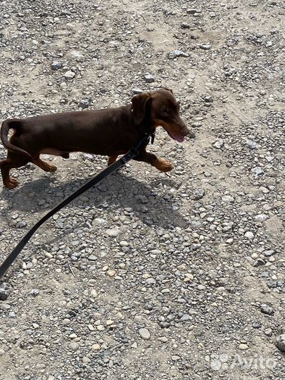 Выгул собак