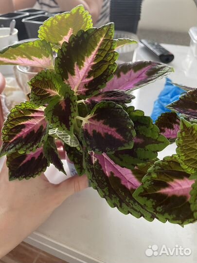 Черенки колеуса