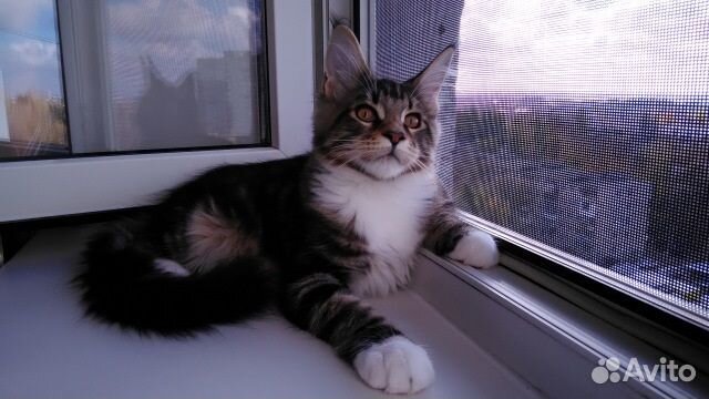 Ремонт окон. Москитные сетки. Ремонт фурнитуры