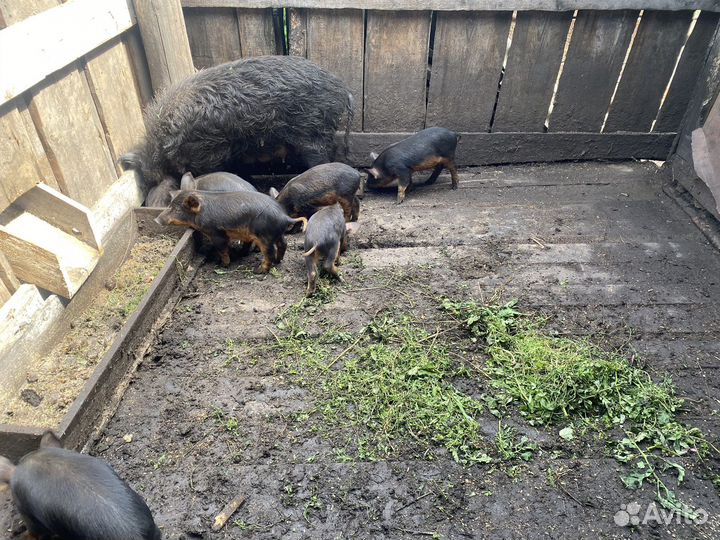 Дикий кабан