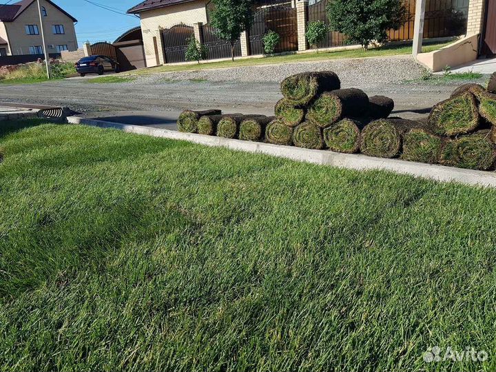 Продажа рулонного газона