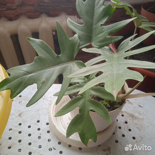 Филодендрон