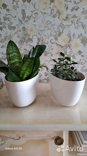 Сансевиерия и денежное дерево