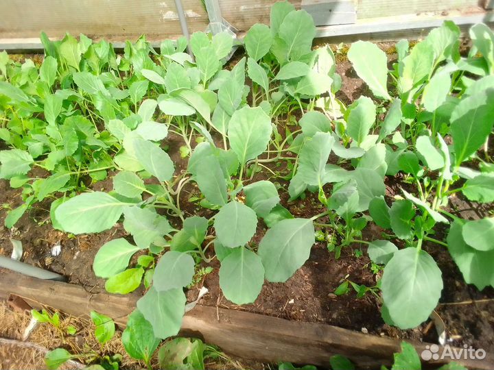 Рассада капусты